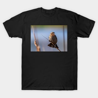 Female Blackbird on a Branch T-Shirt